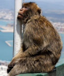 Dozy!Asleep on a pole 100 feet up!